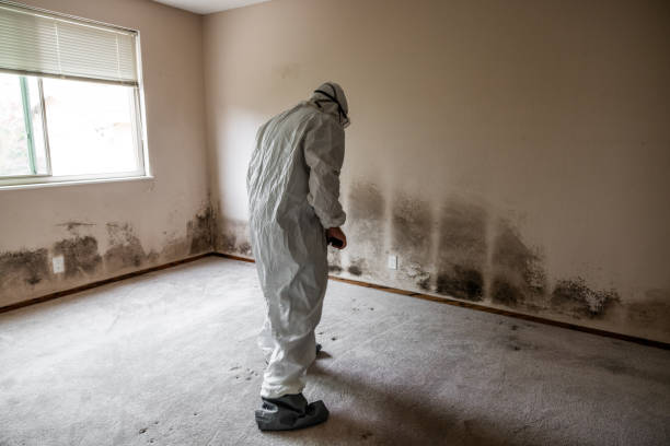 Reliable Los Gatos, CA Mold Inspection, Removal & Remediation Solutions